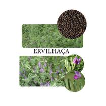 Ervilhaça - 5kg de Sementes /Resistentes a Geadas