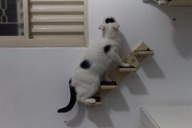 Escada 4 degraus - Direita de Madeira Pinus Escada 4 degraus - Direita de Madeira Pinus