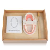 Escova de dentes modelo MEROCO Montessori Practical Life para crianças Escova de dentes modelo MEROCO Montessori Practical Life para crianças