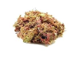 Esfagno musgo Substrato para Terrários, Suculentas e Orquídeas 30g Esfagno musgo Substrato para Terrários, Suculentas e Orquídeas 30g