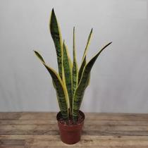 Espada de Santa Barbara Sansevieria trifasciata