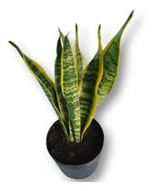 Espada Santa Barbara/são Jorge Planta Natural De Proteção