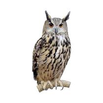 Espantalho Realista De Coruja À Prova d'Água Para Jardim