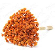 Espeta Nariz Desidratado Sempre Viva Flores Secas