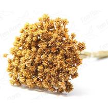 Espeta Nariz Natural Desidratado Sempre Viva Flores Secas