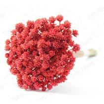 Espeta Nariz Vermelho Desidratado Sempre Viva Flores Secas