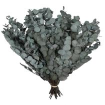 Espiral de Eucalipto Natural Vickerman Botanicals 18-20 cm Espiral de Eucalipto Natural Vickerman Botanicals 18-20 cm