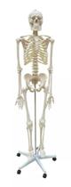 Esqueleto, 170 Cm, Padrão Com Suporte E Base Com Rodas. Esqueleto, 170 Cm, Padrão Com Suporte E Base Com Rodas.