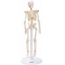 Esqueleto 20cm - unidade - Anatomic