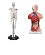 Esqueleto 45 cm + torso humano de 28 cm 14 partes Esqueleto 45 cm + torso humano de 28 cm 14 partes