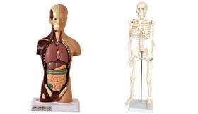 Esqueleto 45 cm + torso humano de 28 cm 14 partes - DUMONT SIMULADORES