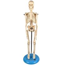 Esqueleto 45 Cm + Torso Humano De 28 Cm 14 Partes