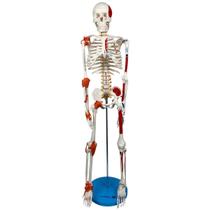 Esqueleto 85 cm com Inserções Musculares, Ligamentos, Suporte e Base