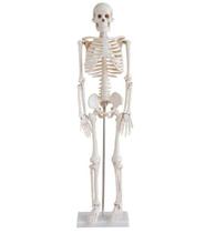 Esqueleto 85 Cm Modelo Anatomico