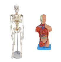 Esqueleto 85 cm + torso 28 cm dividido em 14 partes