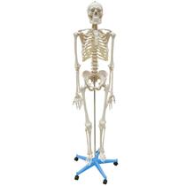 Esqueleto Aprox.168cm com Coluna Flexível com Suporte e Base com rodas - Anatomic TGD-0101-B Esqueleto Aprox.168cm com Coluna Flexível com Suporte e Base com rodas - Anatomic TGD-0101-B
