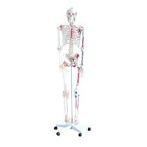 Esqueleto com Músculos e Ligamentos com 1.80cm de altura .