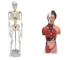 Esqueleto de 85 cm com Torso Feminino de 42 cm dividido em 15 Partes Esqueleto de 85 cm com Torso Feminino de 42 cm dividido em 15 Partes
