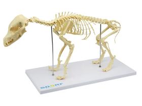 Esqueleto de Cachorro de Porte Pequeno