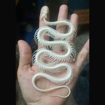 Esqueleto de Cobra Wugakio 40 cm Especime de Osso Real Esqueleto de Cobra Wugakio 40 cm Especime de Osso Real