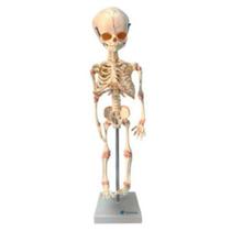 Esqueleto Fetal Articulada De Alta Qualidade