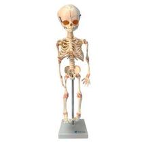 Esqueleto fetal