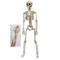 Esqueleto Halloween Dia das Bruxas Caveira Festa Tematica Corpo Humano Decoraçao Entrada Janela Ossos Enfeite