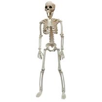 Esqueleto Halloween Dia das Bruxas Festa Tematica Caveira Corpo Humano Ossos Decoraçao Enfeite Diversao Esqueleto Halloween Dia das Bruxas Festa Tematica Caveira Corpo Humano Ossos Decoraçao Enfeite Diversao