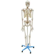 Esqueleto Humano 168 cm, Coluna Flexível, Suporte e Base Rodas - ANATOMIC