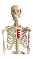 Esqueleto Humano 1,70 cm com Origens e Inserções Musculares Esqueleto Humano 1,70 cm com Origens e Inserções Musculares