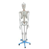 Esqueleto Humano 170cm Padrão com Suporte e Base com Rodas - Anatomic TGD-0101