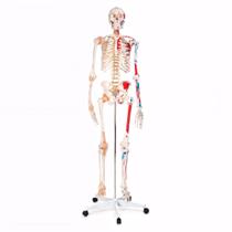 Esqueleto Humano 1,80 Cm C/ Origens E Inserções Musculares Esqueleto Humano 1,80 Cm C/ Origens E Inserções Musculares