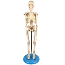 Esqueleto Humano 45 cm Altura Articulado, Anatomia