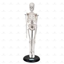 Esqueleto humano 45 cm c/ base e suporte sd5002b - SDORF SCIENTIFIC DO BRASIL