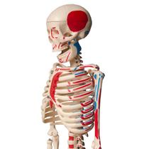 Esqueleto Humano 85 cm Altura, Articulado com Inserções Musculares - ANATOMIC