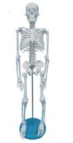 Esqueleto Humano 85 Cm Altura Articulado Modelo Anatomia