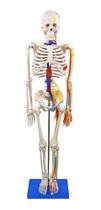 Esqueleto Humano 85 cm Altura Nervos e Vasos Sanguíneos - ANATOMIC