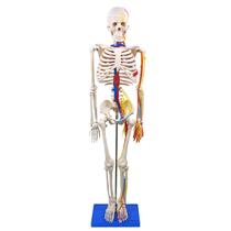 Esqueleto Humano 85 cm Altura Nervos e Vasos Sanguíneos