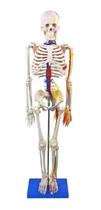 Esqueleto Humano 85 Cm Altura Nervos E Vasos Sanguíneos