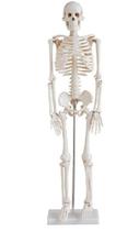 Esqueleto Humano 85 Cm Com Haste