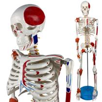 Esqueleto Humano 85 Cm com Inserções Musculares E Ligamentos - ANATOMIC