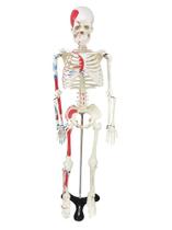 Esqueleto Humano 85 cm com Origens, Inserções Musculares com Haste e Suporte