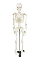 Esqueleto humano 85 cm de altura c/ suporte sd5002