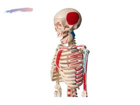 Esqueleto Humano Articulado com Origens e Inserções Musculares + Suporte