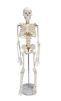 Esqueleto Humano Articulado De 85 Cm De Altura Com Suporte