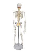 Esqueleto Humano Articulado De 85 Cm De Altura Com Suporte - DUMONT SIMULADORES