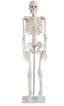 Esqueleto Humano Articulado De 85 Cm De Altura Com Suporte - Dumont