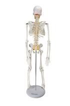 Esqueleto Humano Articulado de 85 cm de Altura com Suporte - SDORF