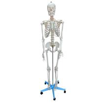 Esqueleto humano de 1,70m de altura