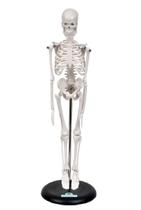 Esqueleto Humano De 45 Cm Altura Com Suporte, Anatomia Esqueleto Humano De 45 Cm Altura Com Suporte, Anatomia